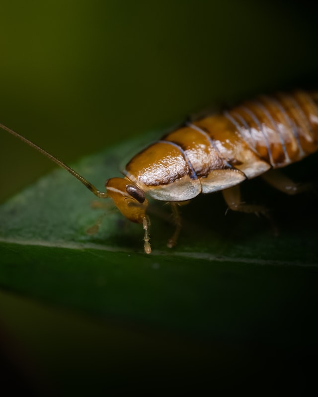 Cockroachs